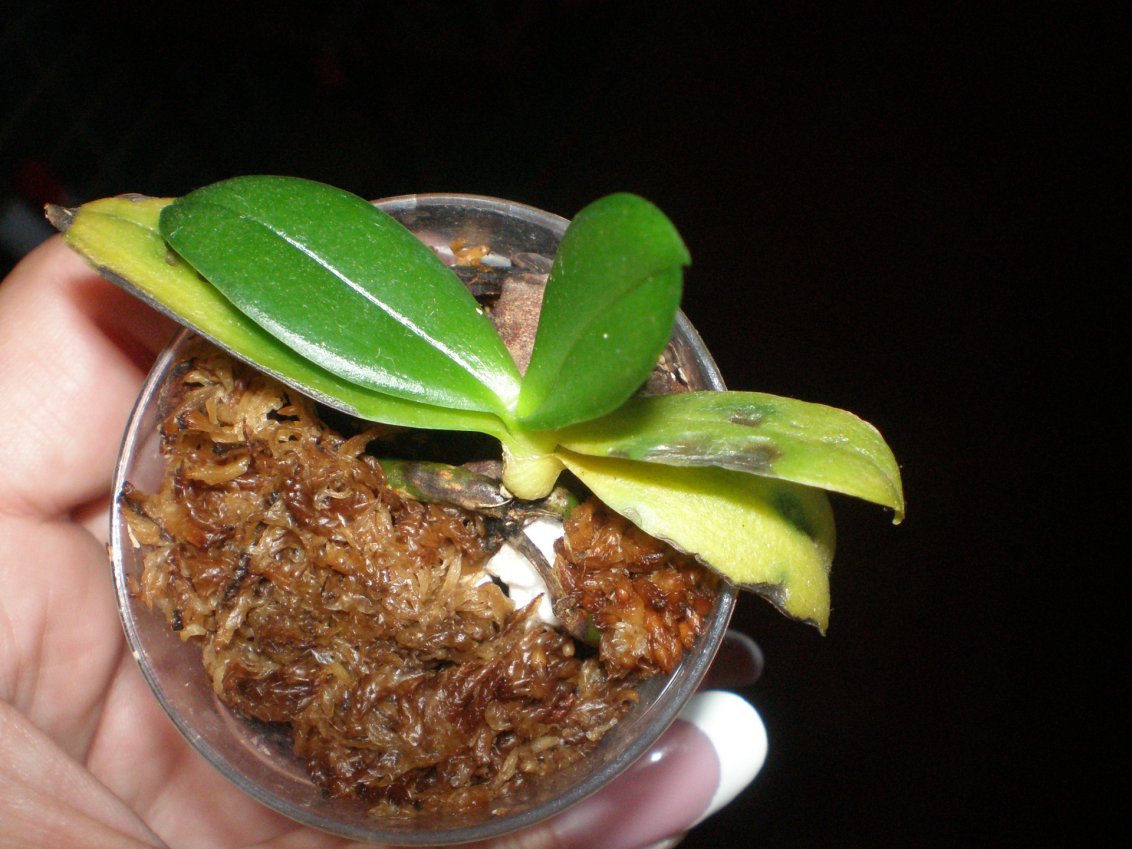 Реанимируем орхидею с вялыми листьями и корнями